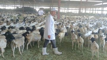 البعثة البيطرية المصرية تتلقى رسالة شكر من السعودية لجهودها في إنجاح الموسم