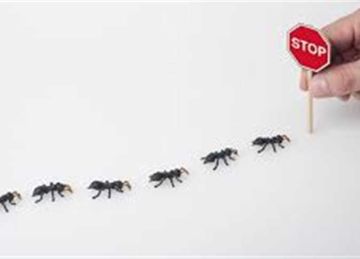 بدون كيماويات.. طرق فعالة وطبيعية للتخلص من النمل