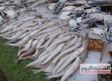 السبيط بـ340 جنيها.. أسعار الأسماك بسوق العبور اليوم السبت 5 يوليو 2025 السبيط بـ340 جنيها.. أسعار الأسماك بسوق العبور اليوم السبت 5 يوليو 2025