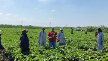 الزراعة: تحكم كامل في انتشار آفة الجاسيد وديدان اللوز لإكثار سلالات القطن في سخا الزراعة: تحكم كامل في انتشار آفة الجاسيد وديدان اللوز لإكثار سلالات القطن في سخا