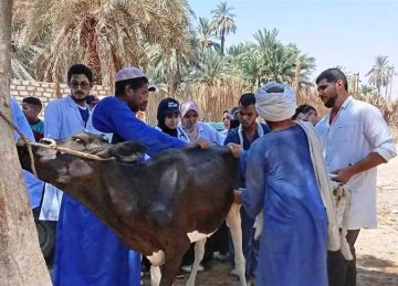 قافلة بيطرية مجانية للحفاظ على الثروة الحيوانية بمركزي كوم أمبو ودراو في أسوان قافلة بيطرية مجانية للحفاظ على الثروة الحيوانية بمركزي كوم أمبو ودراو في أسوان