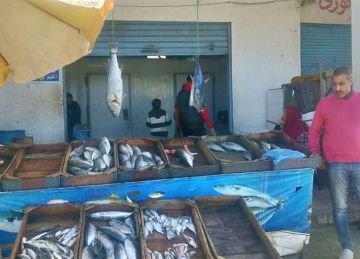 البربون 320 جنيها للكيلو.. أسعار السمك اليوم في مطروح البربون 320 جنيها للكيلو.. أسعار السمك اليوم في مطروح
