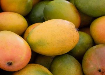 بين السكري و العويس و الزبدية .. أيهما الأفضل للآكل والعصير؟ (تاجر مانجو يوضح) بين السكري و العويس و الزبدية .. أيهما الأفضل للآكل والعصير؟ (تاجر مانجو يوضح)