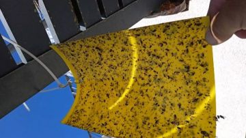 رعب في إسرائيل من الذباب المصري شاهد رعب في إسرائيل من الذباب المصري شاهد