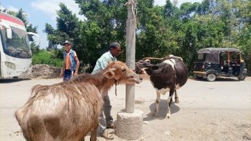 علاج 2770 حيوانا وطائرا في قافلة بيطرية مجانية بكفر الشيخ .. صور