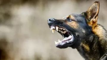 عضه كلب.. البيطريين تزور طبيب الغربية وتؤكد تماثله للشفاء