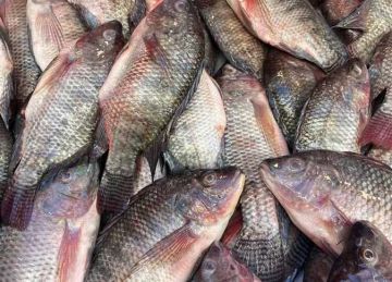 أسعار الأسماك في شمال سيناء اليوم الثلاثاء