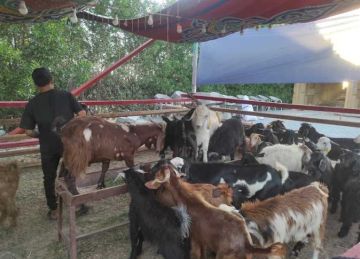 أسعار اللحوم البرقي والضاني والبقري في مطروح اليوم أسعار اللحوم البرقي والضاني والبقري في مطروح اليوم