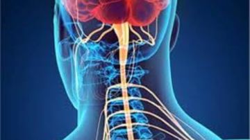 العصب الحائر أو المحير للأطباء.. سر الإغماء المفاجئ وانخفاض الضغط