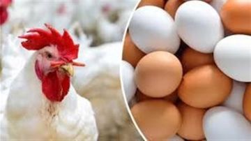 أسعار الفراخ البيضاء اليوم الأربعاء 2 يوليو 2025 في الأسواق