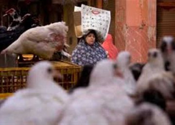 سعر الفراخ البيضاء والساسو وكرتونة البيض بـ الأسواق اليوم الخميس 10 يوليو 2025