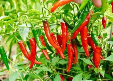 فوائد الفلفل الحار .. غني بالفيتامينات ويحارب السمنة والسرطان فوائد الفلفل الحار .. غني بالفيتامينات ويحارب السمنة والسرطان