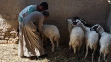 فتح باب التقدم لمبادرة تنمية الإنتاج الحيواني بالوادي الجديد فتح باب التقدم لمبادرة تنمية الإنتاج الحيواني بالوادي الجديد