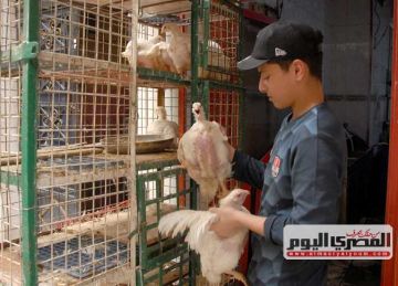 سعر الفراخ البيضاء يحافظ على تراجعه.. أسعار الدواجن اليوم الأربعاء 2-7-2025 للمستهلك