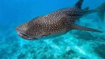 مستشار محافظ البحر الأحمر: القرش كنز قومي..حمايته تجلب 200 ألف دولار سنويا