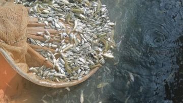 إنزال 600 ألف زريعة بلطى ومبروك ببحرى أبوالأخضر ومويس وترعة الإسماعيلية بالشرقية