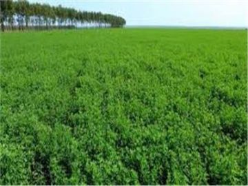 لزيادة إنتاجية الأعلاف الخضراء..نصائح مهمة يجب مراعاتها الفترة المقبلة