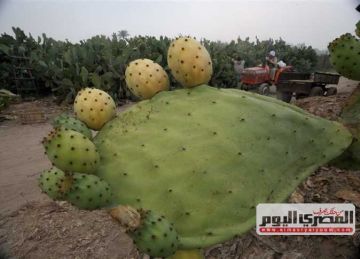 يفيد القلب ومضاد للالتهاب.. فوائد التين الشوكي في موسمه 