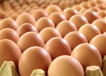 أسعار الدواجن والبيض بأسواق مطروح اليوم السبت 5 يوليو 2025 أسعار الدواجن والبيض بأسواق مطروح اليوم السبت 5 يوليو 2025
