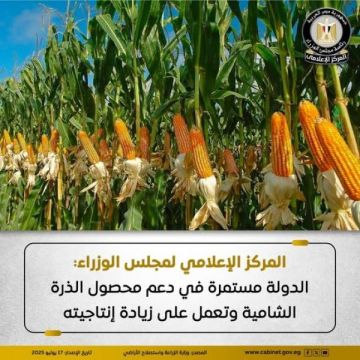 إعلامي الوزراء: الدولة مستمرة في دعم محصول الذرة الشامية وتعمل على زيادة إنتاجيته إعلامي الوزراء: الدولة مستمرة في دعم محصول الذرة الشامية وتعمل على زيادة إنتاجيته