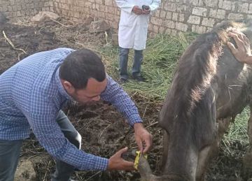 تحصين 42 ألف رأس ماشية ضمن الحملة القومية للحفاظ على الثروة الحيوانية بالجيزة