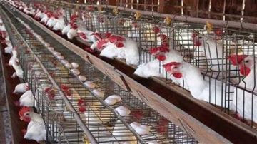 شعبة الدواجن توضح أهم مطالب صغار المربين من أجل الاستمرار في السوق