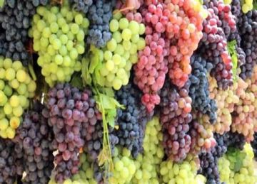 التين بـ30 جنيها.. قائمة أسعار الخضروات والفاكهة اليوم الثلاثاء التين بـ30 جنيها.. قائمة أسعار الخضروات والفاكهة اليوم الثلاثاء