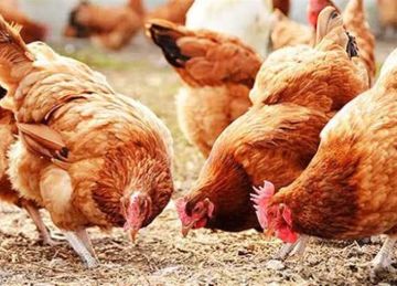 سعر الفراخ البيضاء والبلدي وكرتونة البيض بالأسواق اليوم الأربعاء 16 يوليو 2025