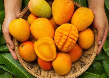 تجنب العويس والسكري.. أستاذ تغذية تنصح مرضى السكري بتاول أنواع معينة من المانجو (تفاصيل)