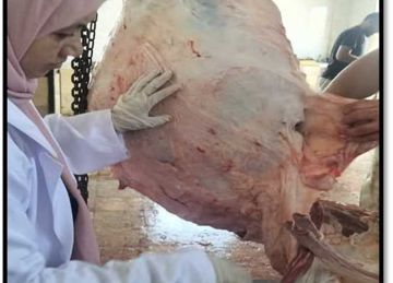 علاج أكثر من 56 ألف حيوان وطائر بشمال سيناء خلال يونيو