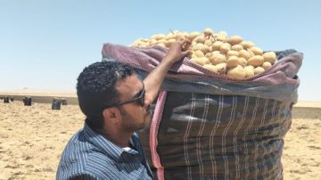 الزراعة: فحص 1.3 مليون طن بطاطس مائدة بغرض التصدير