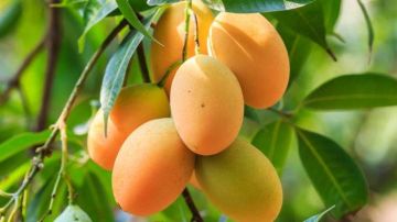 مصرع شخص سقط من أعلى شجرة مانجو بقنا