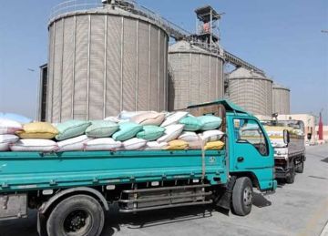 منذ بداية الحصاد.. مزارعو الشرقية يسلمون 600 ألف طن قمح إلى شون وصوامع المحافظة