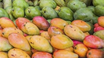 ملكة الفواكه في متناول الجميع.. مفاجأة في أسعار المانجو الآن بالأسواق ملكة الفواكه في متناول الجميع.. مفاجأة في أسعار المانجو الآن بالأسواق