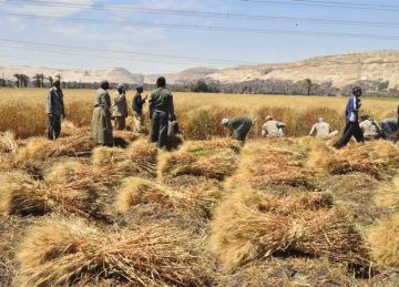 منذ بداية الحصاد.. 553 ألف طن قمح تدخل شون وصوامع أسوان منذ بداية الحصاد.. 553 ألف طن قمح تدخل شون وصوامع أسوان