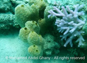 كنوز بيولوجية في الأعماق.. الإسفنجيات في البحر الأحمر مصانع دواء ومصفاة مياه وملاذ حياة