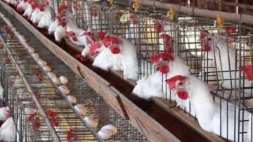 مفاجأة جديدة في أسعار الفراخ اليوم وكرتونة البيض الأبيض