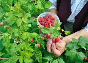  الإنتاج الحيواني : أوراق التوت بديل آمن لعلائق الحيوان والدواجن (تفاصيل)