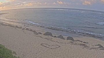 بعد زلزال روسيا.. هاواي الأمريكية تدعو سكان المناطق الساحلية للإخلاء فورا