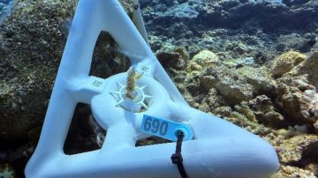  تبنى مرجانا مبادرة لإشراك المجتمع في ترميم الشعاب المرجانية بالبحر الأحمر