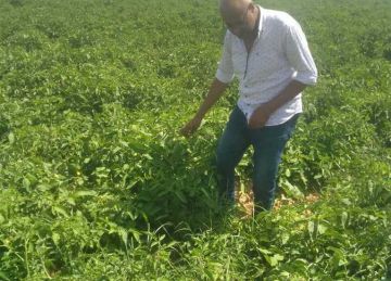 المنوفية: قروض ميسرة بفائدة 5 للمزارعين لدعم مشروعات الألبان والتسمين