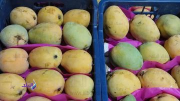 من الفص إلى الزبدية.. ترتيب المانجو من الأغلى للأرخص بعد تراجع الأسعار المفاجئ من الفص إلى الزبدية.. ترتيب المانجو من الأغلى للأرخص بعد تراجع الأسعار المفاجئ