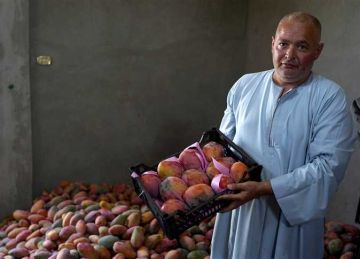  الزبدية بـ38 جنيها .. أسعار المانجو بسوق العبور للجملة اليوم الثلاثاء