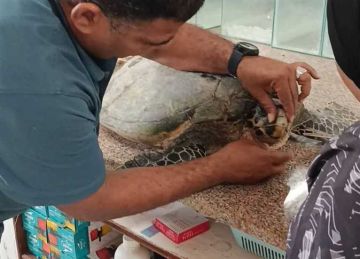 باحثة بيئية تنجح في إنقاذ حياة سلحفاة بحرية مهددة بالانقراض من خيط الصيد وإعادتها للبحر الأحمر