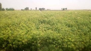 آليات جديدة للتعامل مع النباتات المصابة بأمراض طبقا لقانون الزراعة