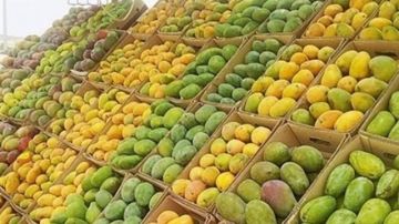 أسعار المانجو تفاجئ الجميع اليوم الجمعة كم يصل سعر الكيلو؟ أسعار المانجو تفاجئ الجميع اليوم الجمعة كم يصل سعر الكيلو؟