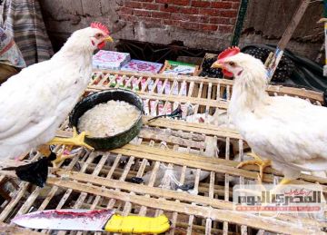 أسعار الفراخ البيضاء والبلدى وكرتونة البيض بالأسواق اليوم الأحد 20 يوليو 2025