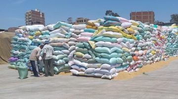 محافظ بني سويف: توريد 281 ألفا و435 طن قمح محلي