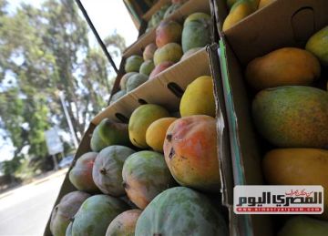 قائمة أسعار المانجو بسوق العبور للجملة اليوم الخميس 3 يوليو 2025