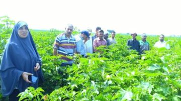 زراعة الشرقية تنفذ يوما حقليا للنهوض بمحصول القطن المحمل علي البصل بأبو حماد